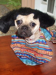 Animal D'Oh! Gus the Chug Thinks He's Pugly Betty!