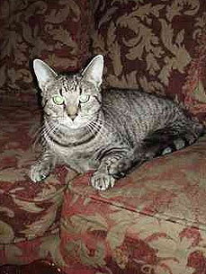 Adopt Me! 'Wobble' Cat Is Ready to Stand on Her Own Four Feet