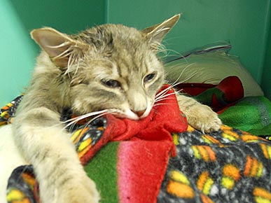 Cat Jumps 70 Feet Off Bridge – and Lives!