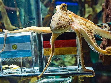Paul the German Octopus Predicts World Cup Winners