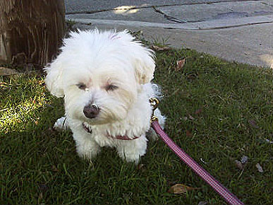 Ask Ethel: Is a Dog Worth More Than a Boyfriend?