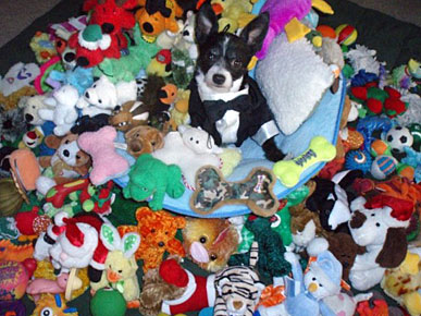 Animal D'Oh! Chewy Goes Black Tie to His Toy Ball