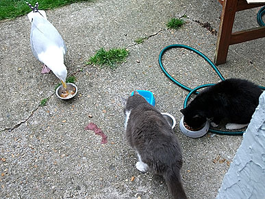 Seagull Acts Like a Cat – and Eats Food from the Fridge!