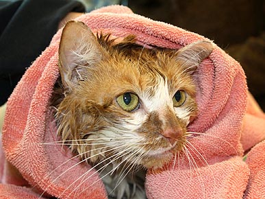 Kayaker Saves Cat from Drowning in Boston's Charles River