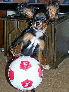 Caption Contest: Soccer Ball Takes Dog by Surprise!