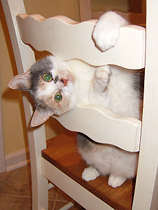 Animal D'Oh! Cat Wants to Know If You're Coming to Dinner