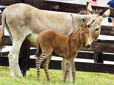 The Water Bowl: A Zebra and a Donkey Made a Baby! Plus, Bears, Bears Everywhere