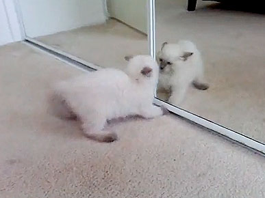 Wednesday's Funny Video: Kitty Hates His Own Reflection