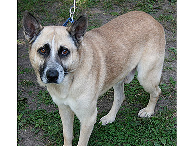 Adopt Me! Chappie the Dog Is a Good Ol' Chap
