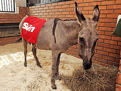 The Water Bowl: Happy Ending for Parasailing Donkey; Plus: New Restaurant for Dogs!