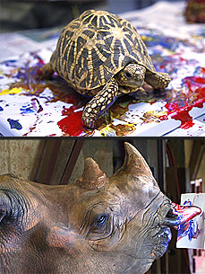 Animals Become Artists at the Oklahoma City Zoo