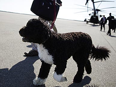 Bo Obama: The Tarmac Is His Playground