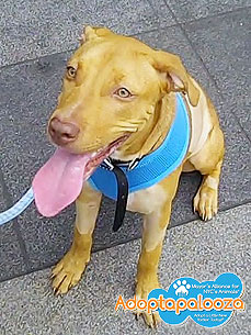 Adoptapalooza Pet of the Day! Meet Daisy, the Tigger of Dogs