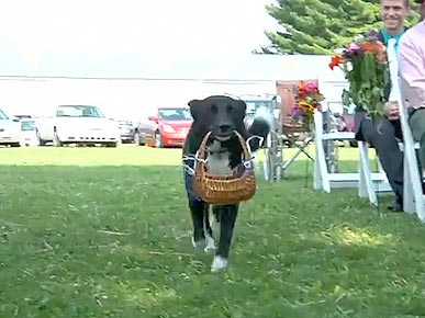 Wednesday's Funny Video: Wedding Dog Walks Down the Aisle