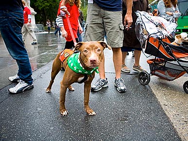 Little New Yorkers Have Homes! Thanks to All at Adoptapalooza