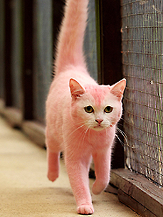 The Water Bowl: Pink Cat to Return to Pink-Haired Owner; Plus, Whale Riding Is a Bad Idea