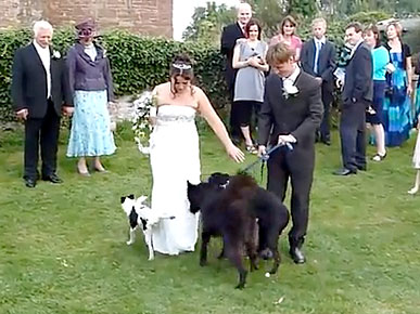 Wednesday's Funny Video: Dog Gives Bride a Wedding Surprise