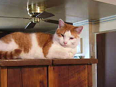 Adopt Me! Cat Sunday Wants to be Part of Your Weekend Plans