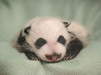 So Sleepy: Baby Panda Gets Some Shut-Eye