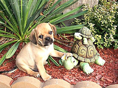 Caption Contest: When a Puppy Meets Some Turtles
