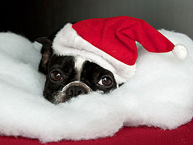 Santa Pets Wish You a Merry Christmas