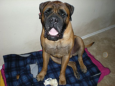 Fostering a Pet for the Holidays: One Parent's Story