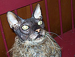 Meet the World's Ugliest Cat