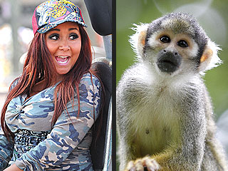 Squirrel Monkey, Snooki Similarities