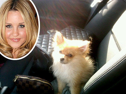 Amanda Bynes's Dog Dies