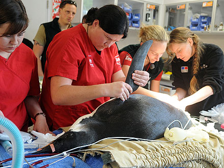 Wandering New Zealand Penguin Falls Ill, Receives Help
