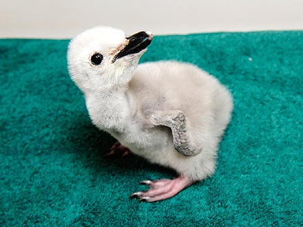 That's Aww-dorable! Baby Penguins Start a Blog