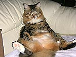 10 Cats Sitting Up Like Humans