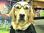 Harry Potter's Fur-ocious Fans