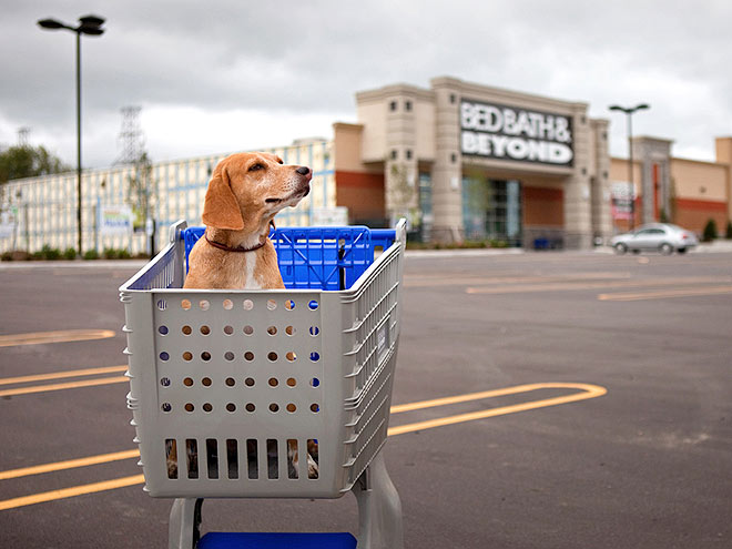 Pets Shop 'Til They Drop!