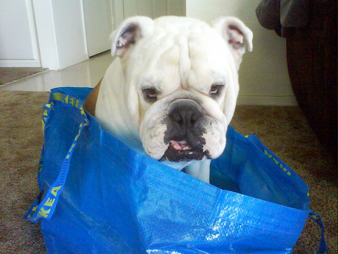 Pets Shop 'Til They Drop!