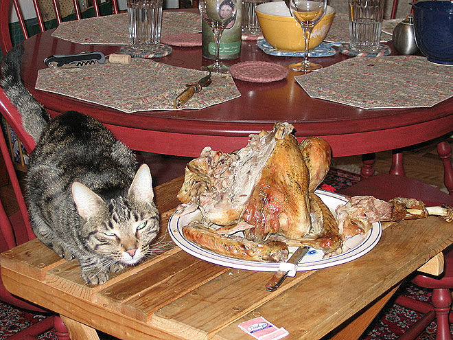 Pet vs. Turkey: 22 Hungry Stare-Downs
