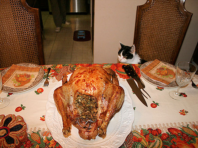 Pet vs. Turkey: 22 Hungry Stare-Downs