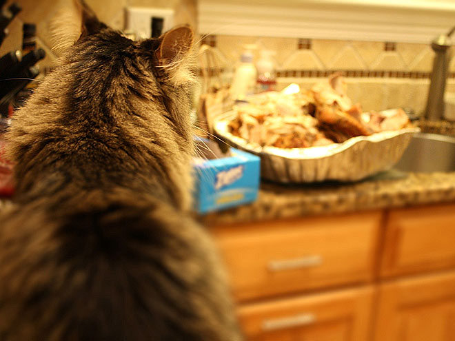 Pet vs. Turkey: 22 Hungry Stare-Downs