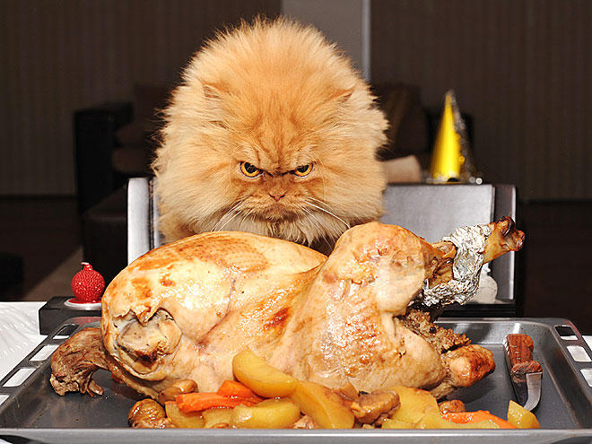 Pet vs. Turkey: 22 Hungry Stare-Downs