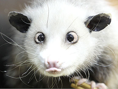 Heidi the Cross-Eyed Possum Is an International Sensation