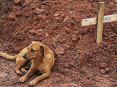 The Water Bowl: Dog Waits by Dead Owner's Grave for Days; Plus, Bo's Trainer Dies