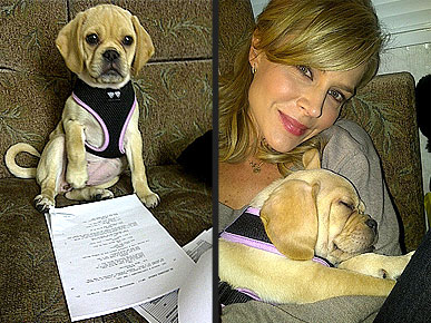 Spotted: Julie Benz Rehearses with a Puggle!