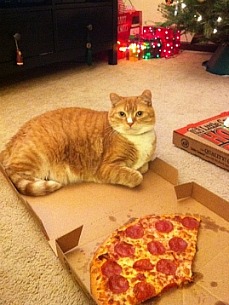 Caption Contest: What Is This Cat Doing in the Pizza Box?
