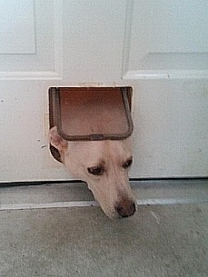Caption Contest: Can Eggroll Come Inside?