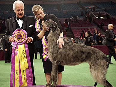 Hickory the Scottish Deerhound Wins Best in Show at Westminster