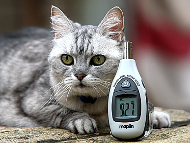 The Water Bowl: Smokey the Cat Officially Has the World's Loudest Purr