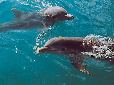 The Water Bowl: Dolphins Help Save Dog's Life! Plus, Someone Farts on Dog, Owner Calls Police