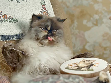 Wednesday's Funny Video: Cats with Thumbs!