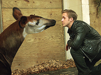 Spotted: Ryan Gosling's Staring Contest