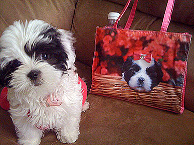 Caption Contest: Who's That on Cereena's Bag?